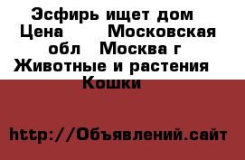 Эсфирь ищет дом › Цена ­ 1 - Московская обл., Москва г. Животные и растения » Кошки   